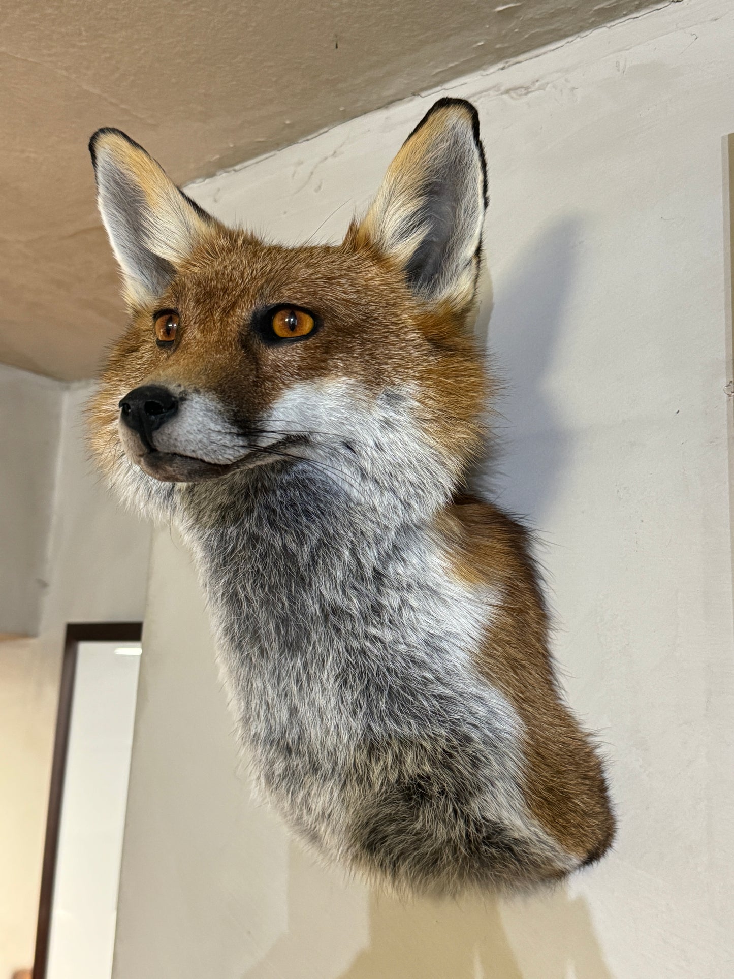 Taxidermy Fox Head Wall Mount