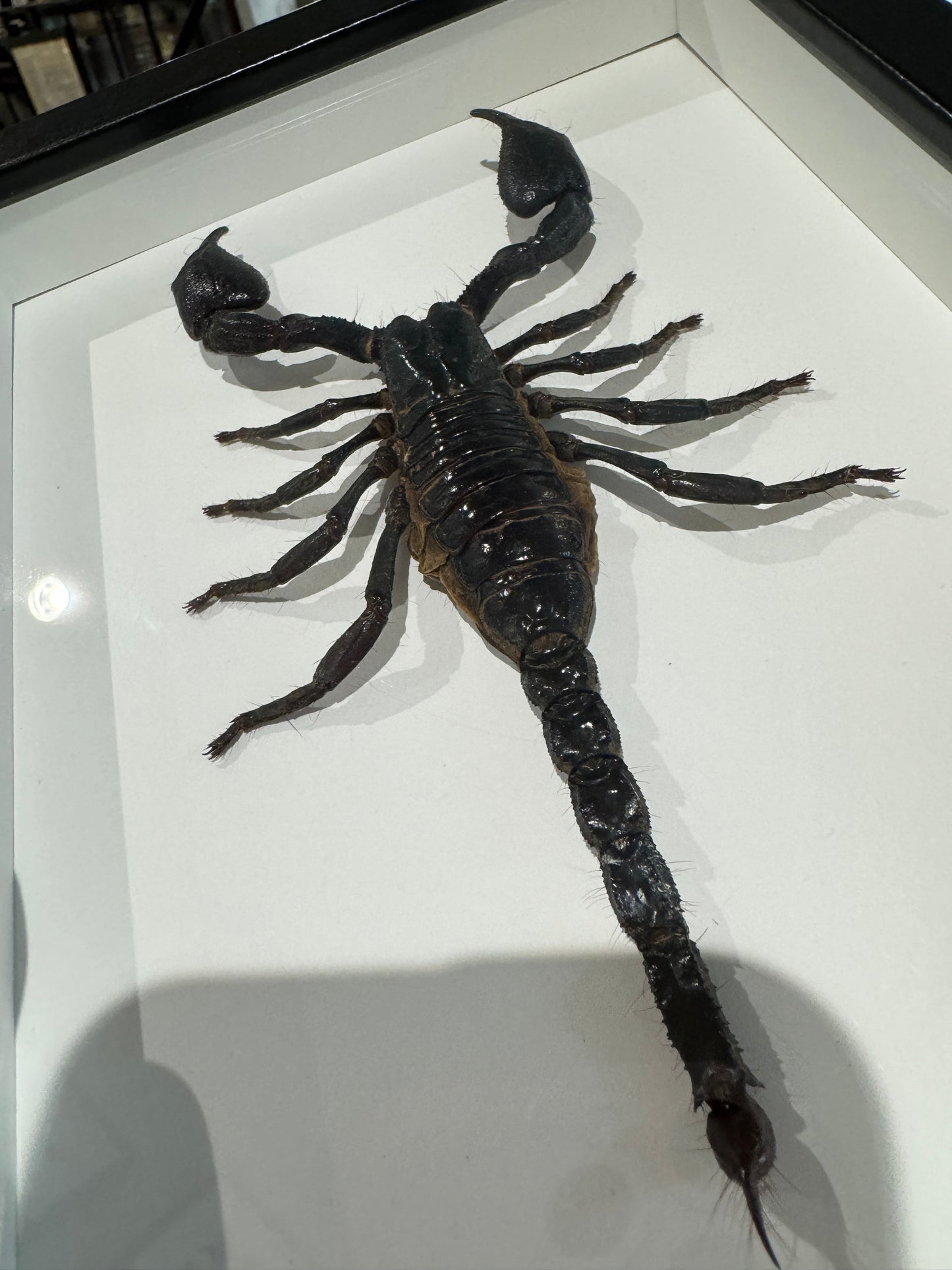 Giant Black Scorpion