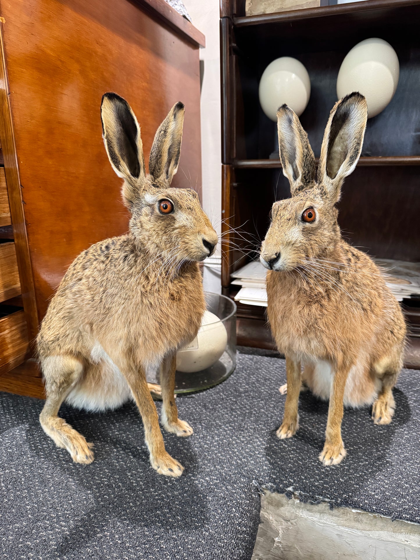 Taxidermy Hare