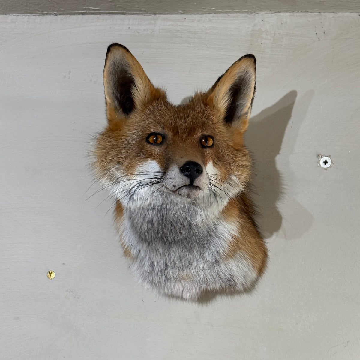 Taxidermy Fox Head Wall Mount