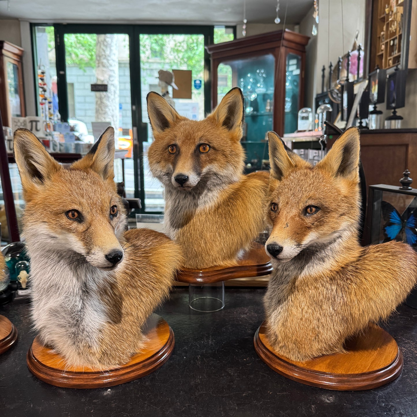 Taxidermy Fox Head