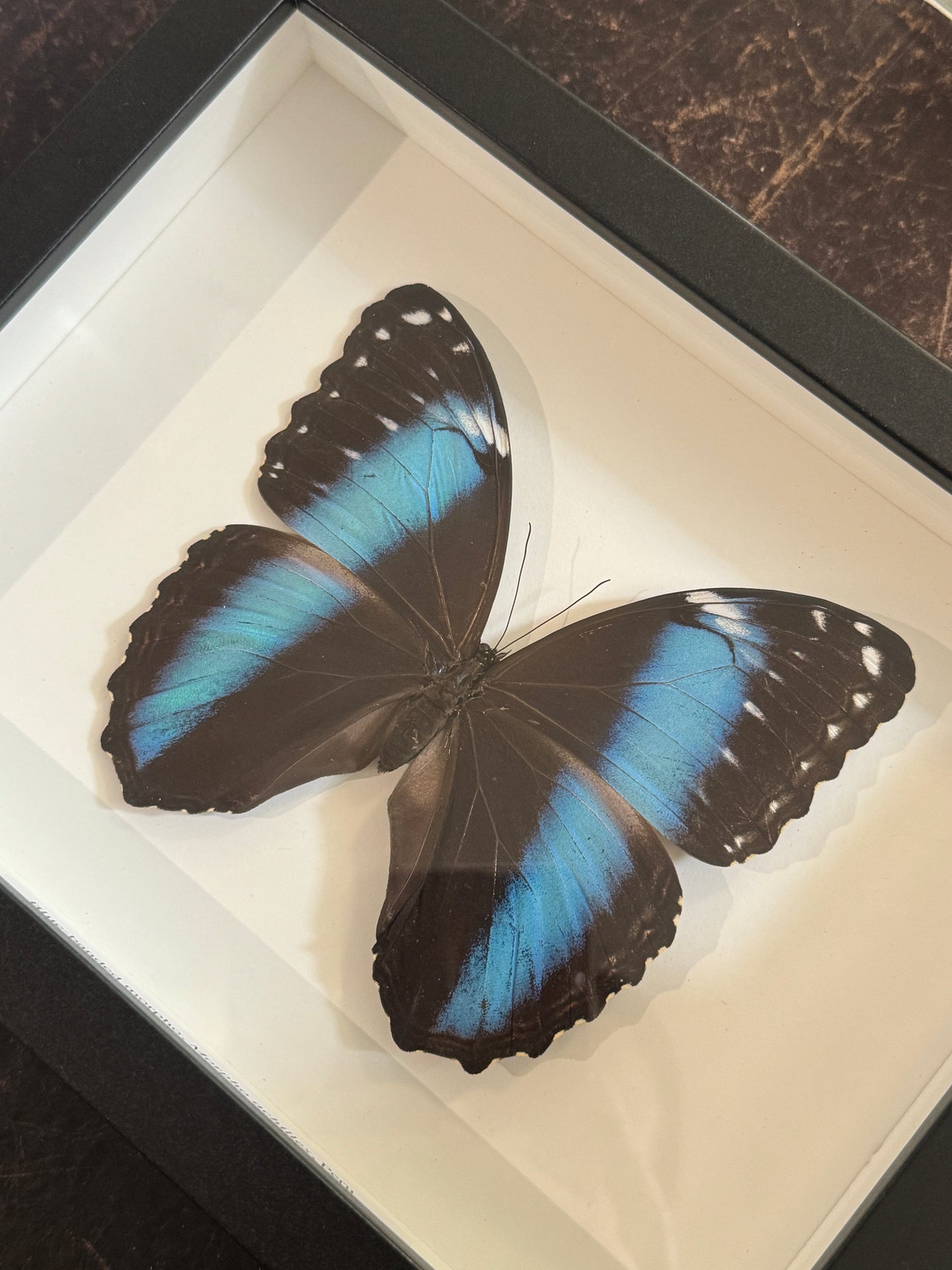 Blue-banded Morpho