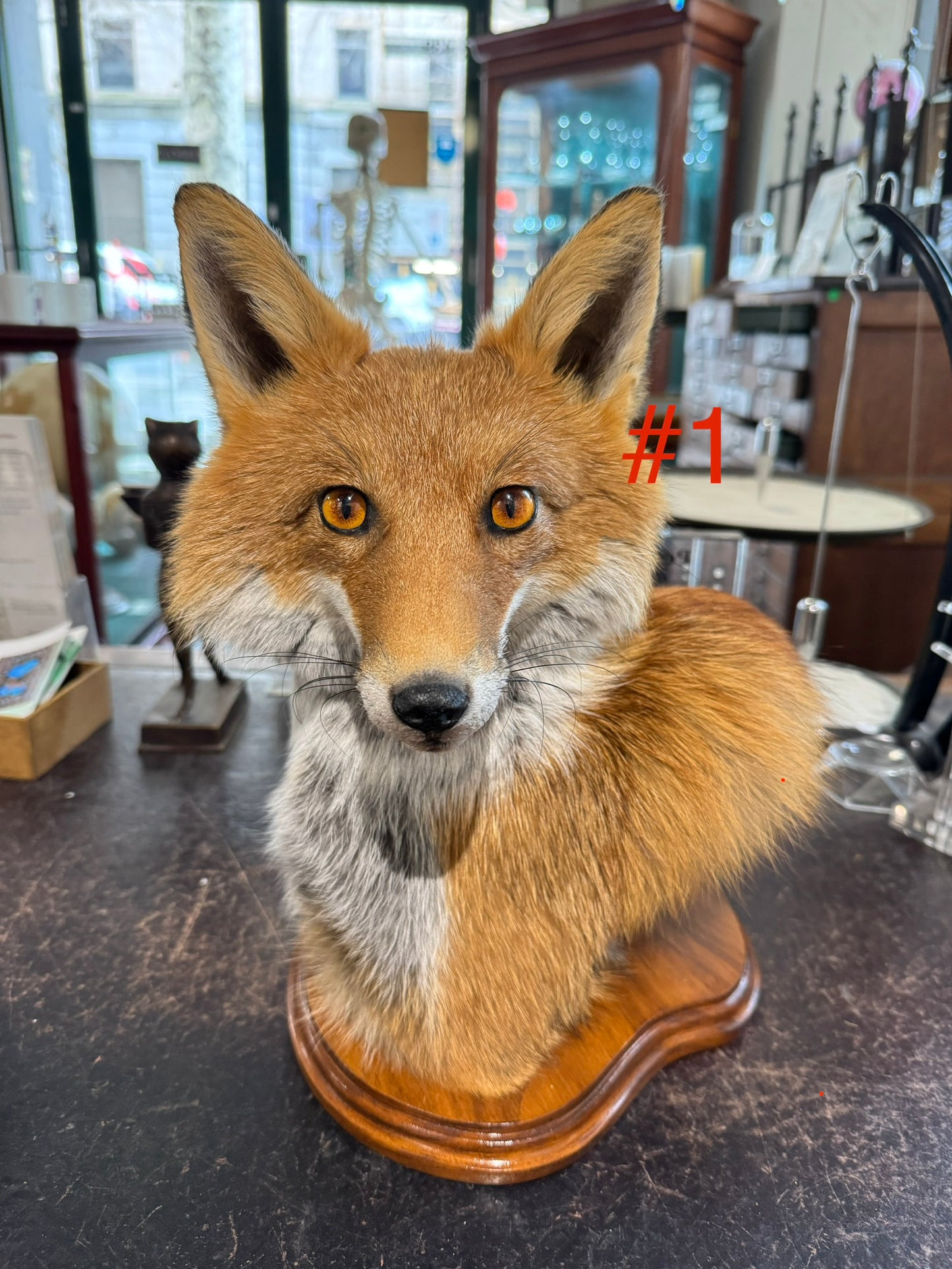 Taxidermy Fox Head