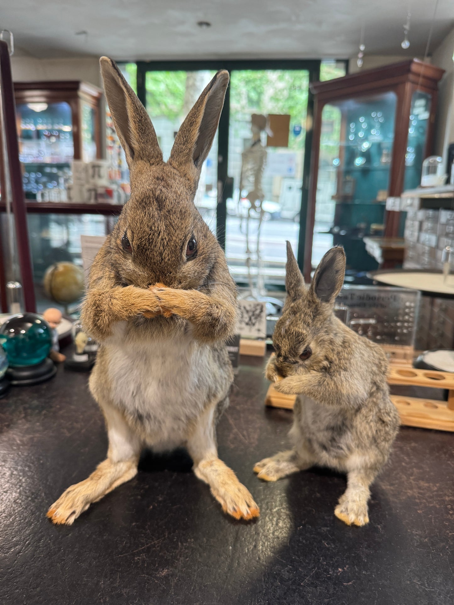 Taxidermy bunny rabbits
