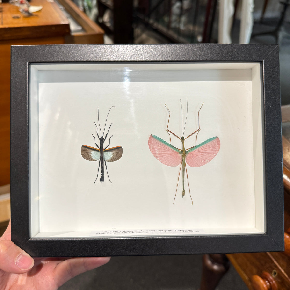Rose Stick Insect Rose Winged Stick Insect – Wunderkammer