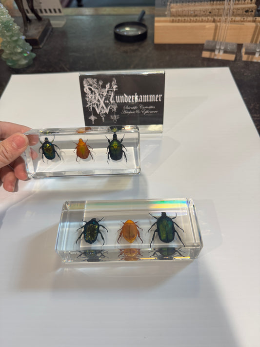 3 kinds of chafer beetle