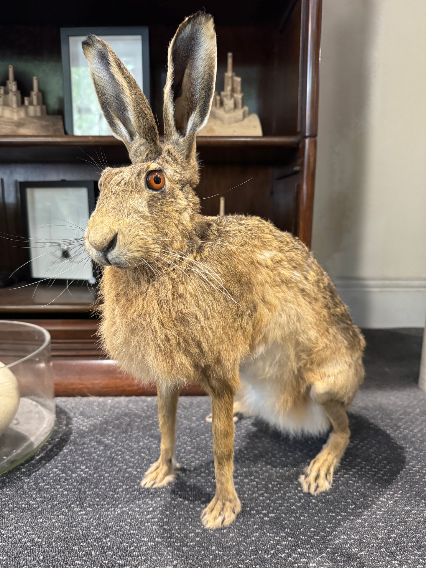 Taxidermy Hare