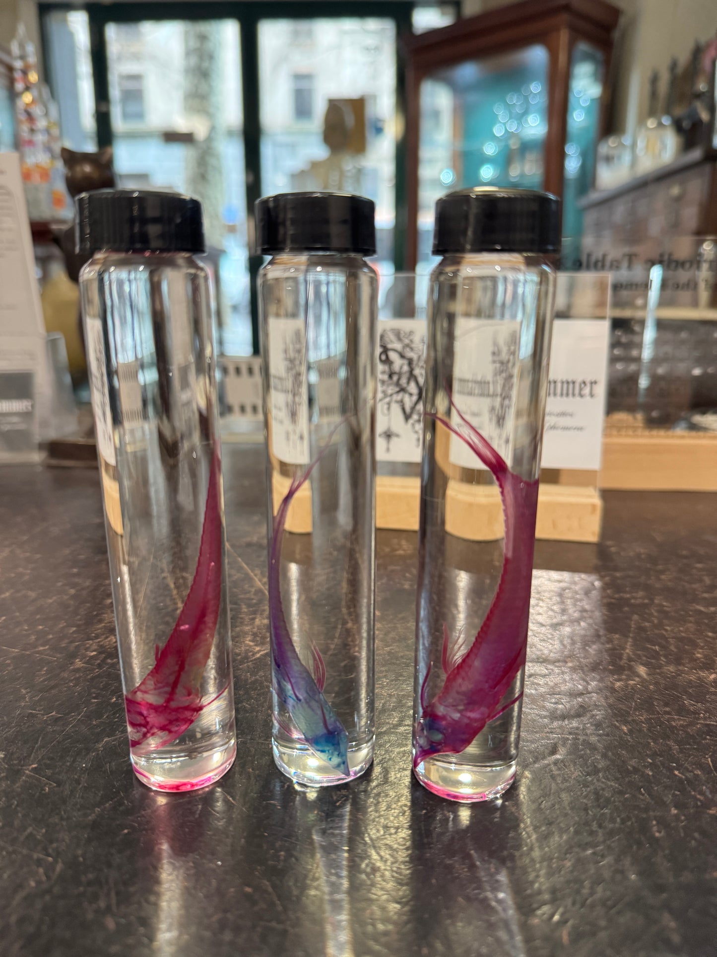 Diaphonised whiptail catfish