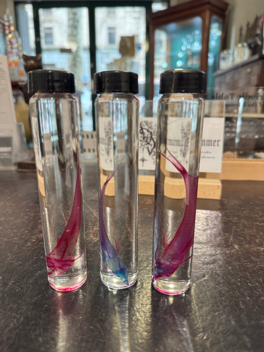Diaphonised whiptail catfish