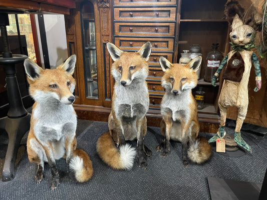 Taxidermy Foxes