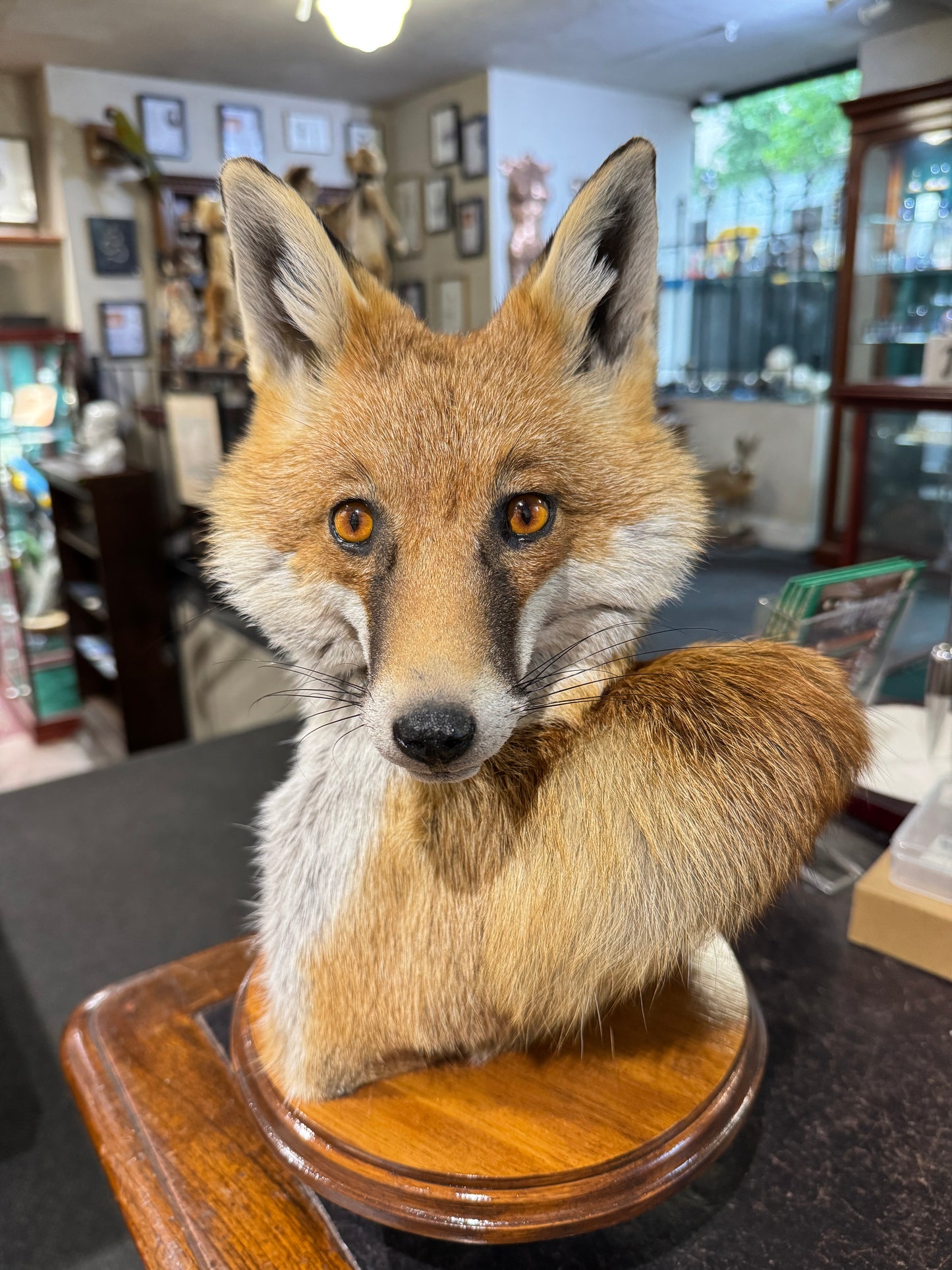 Taxidermy Fox Head