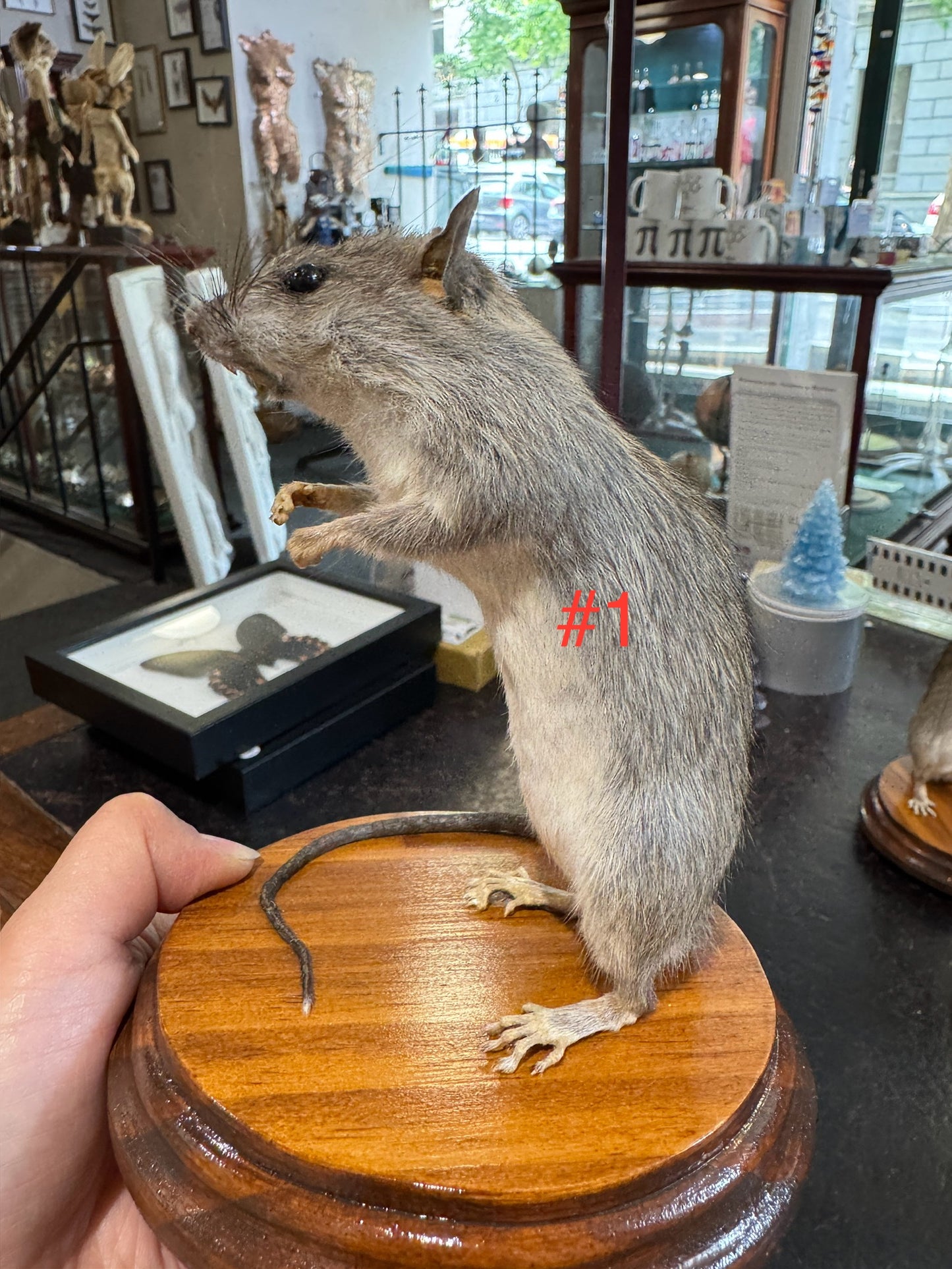 Taxidermy rats