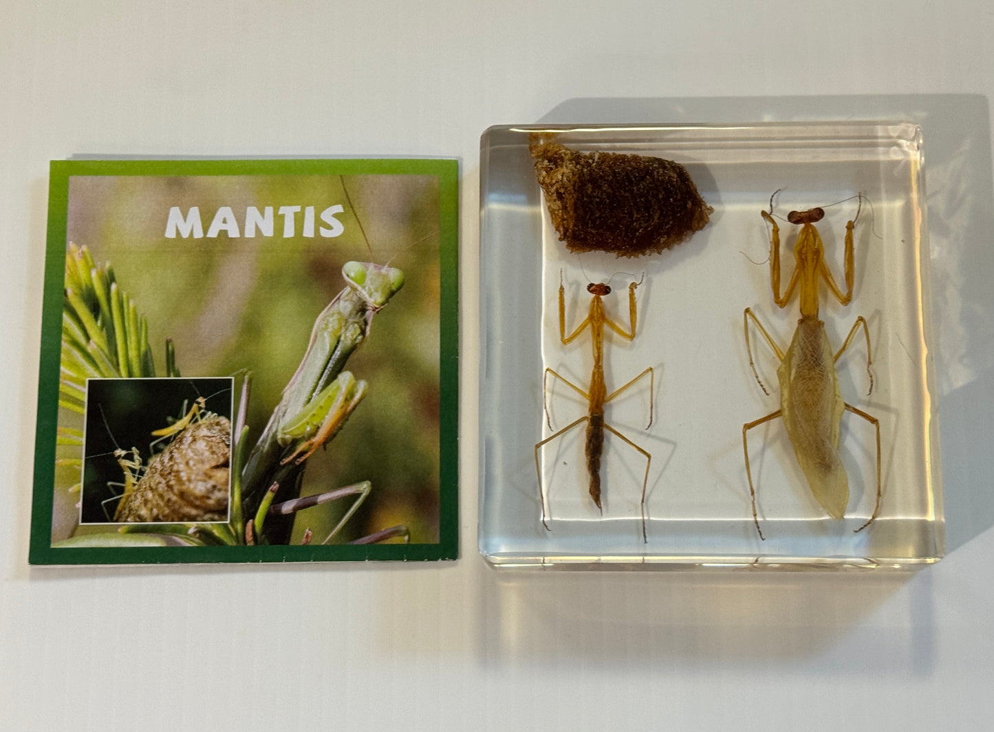 Life cycle of Mantis