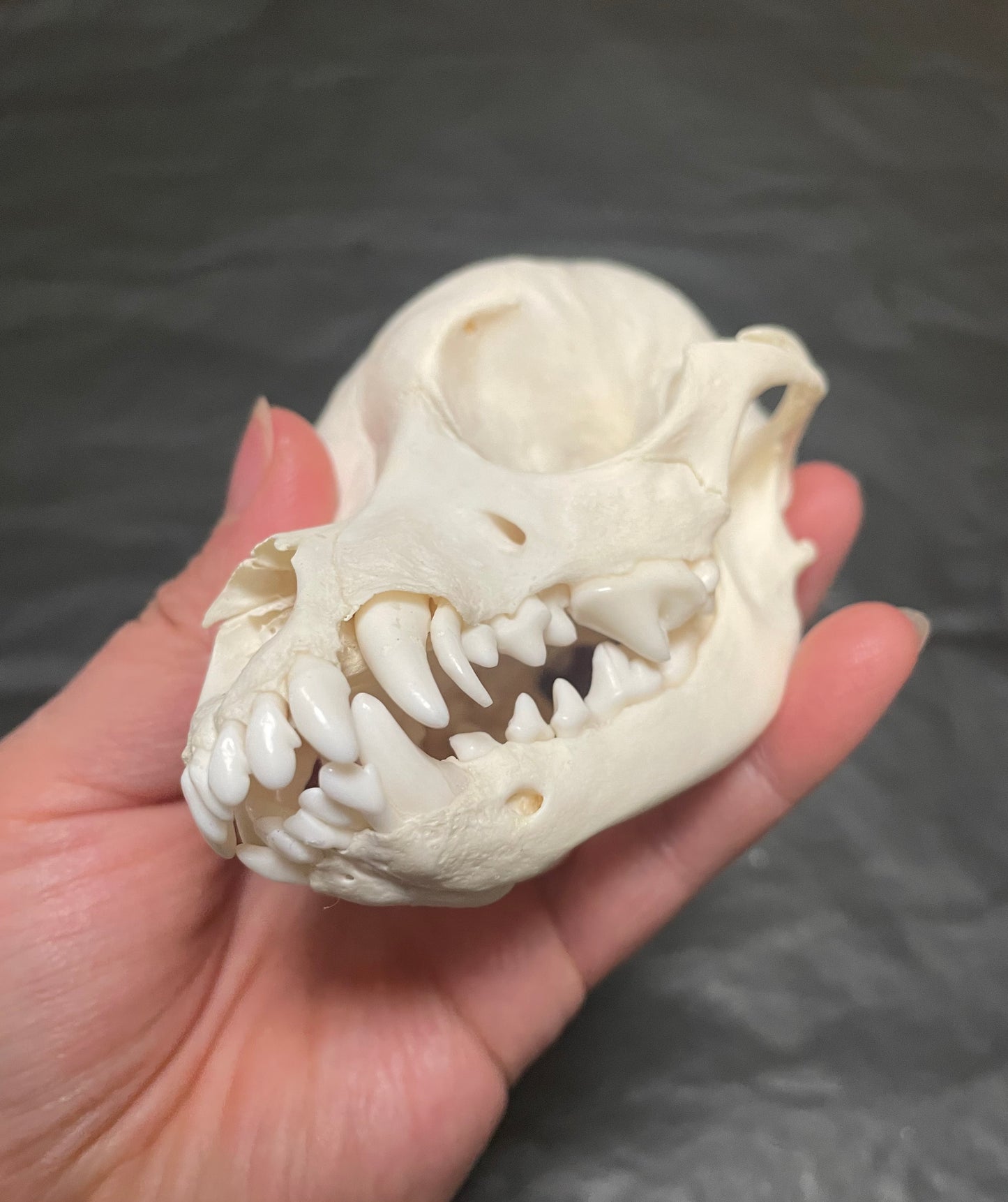 Domestic Dog Skull