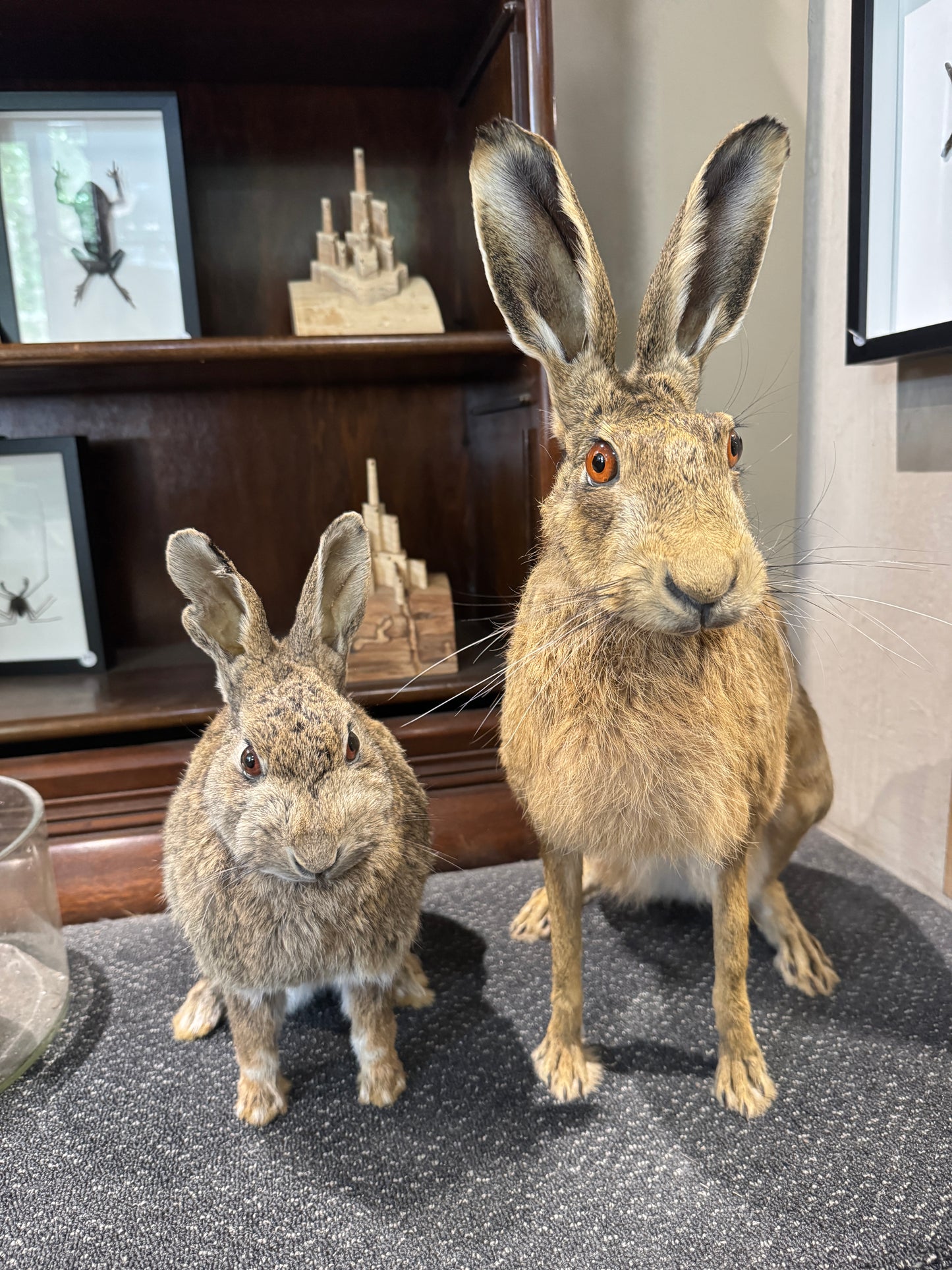 Taxidermy Hare