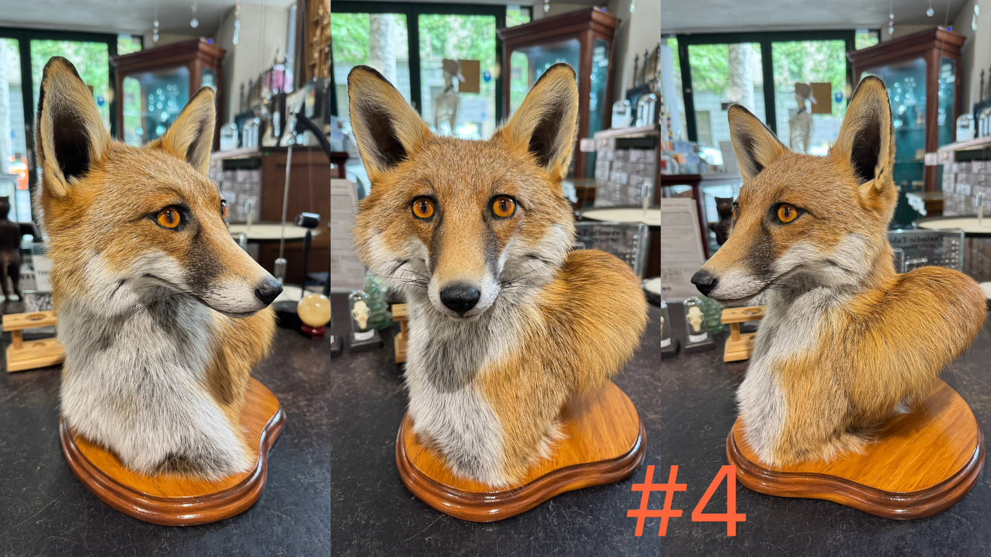 Taxidermy Fox Head