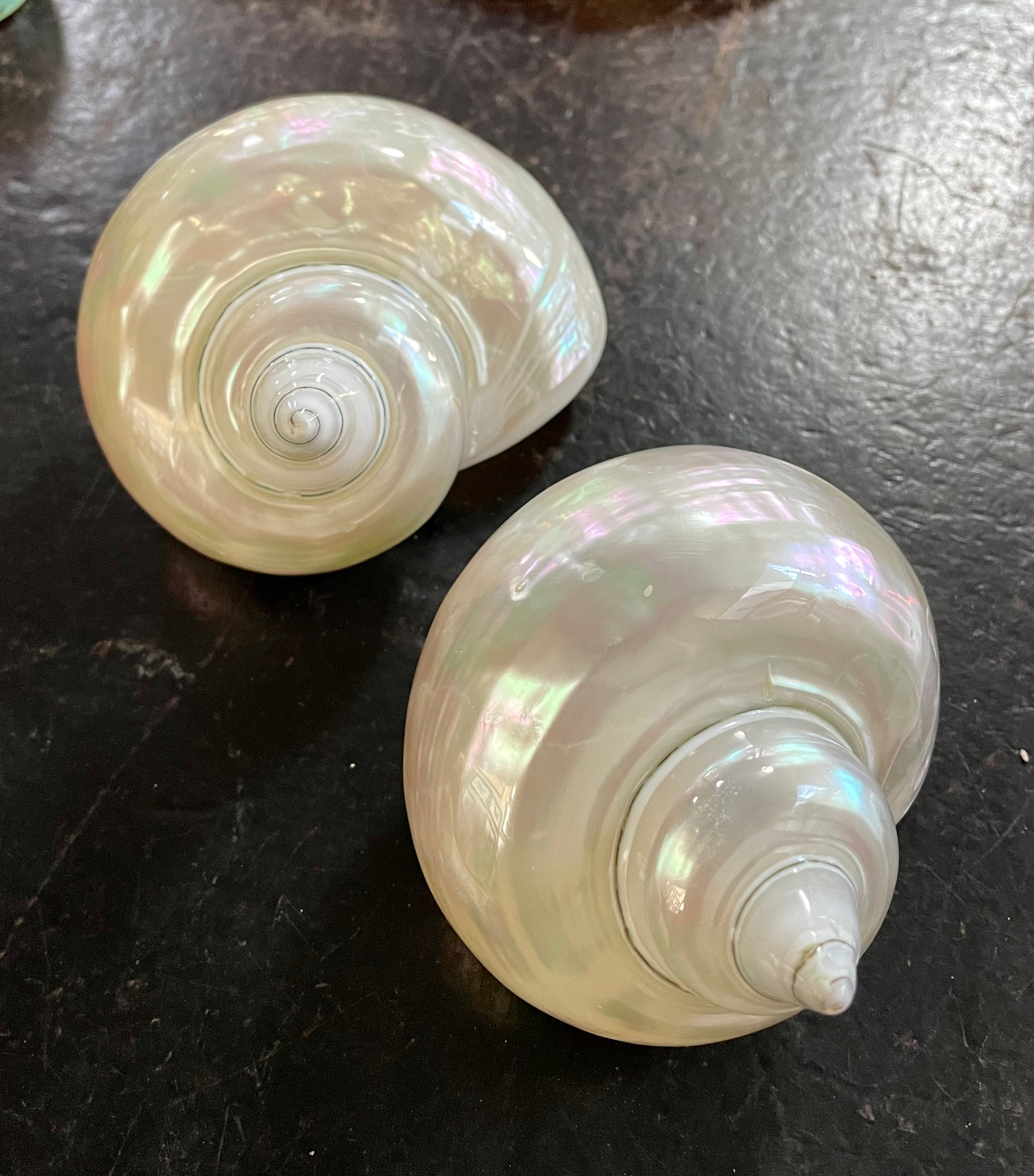 Pearl Turbo Shells – Wunderkammer