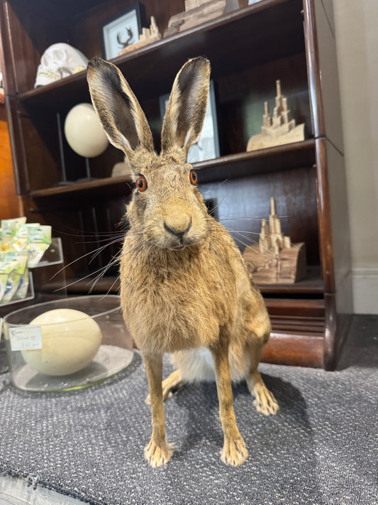 Taxidermy Hare