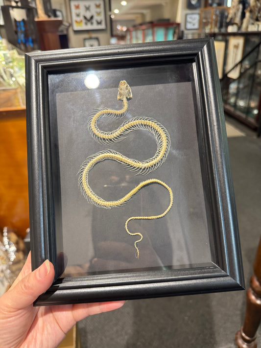 Snake skeleton