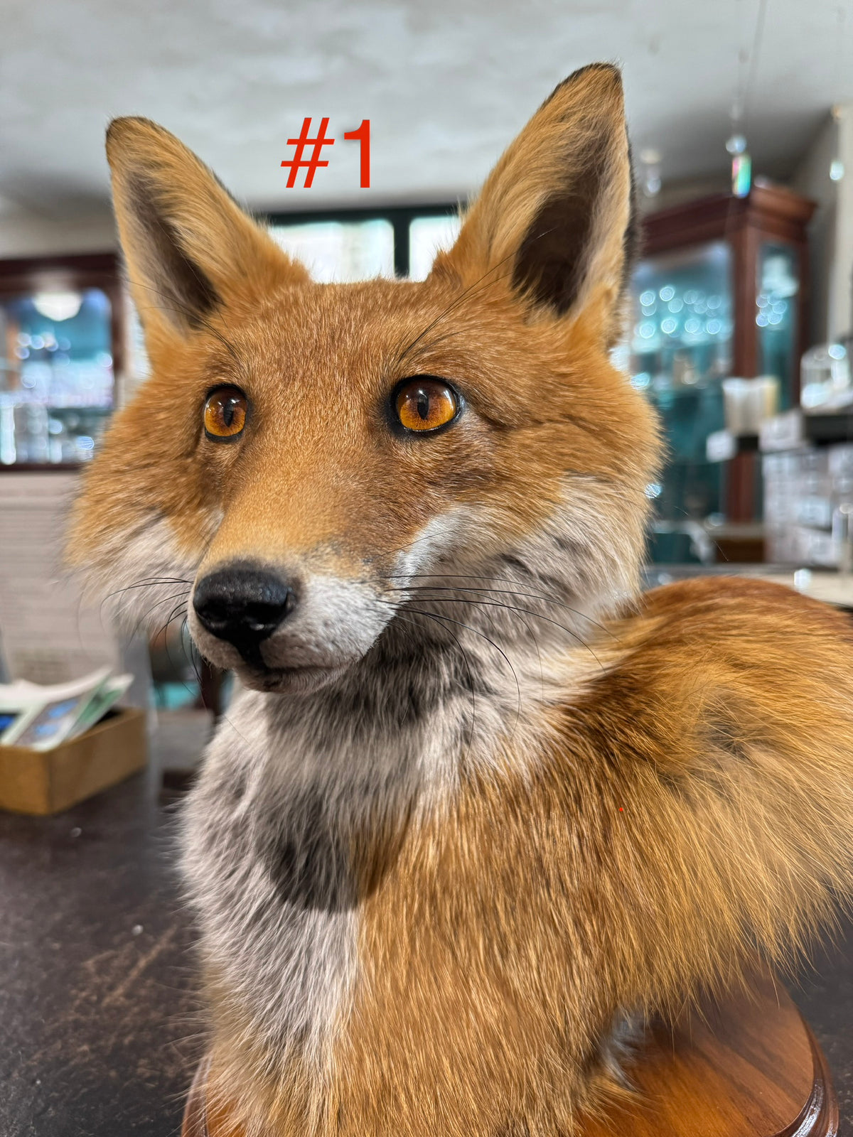 Taxidermy Fox Head