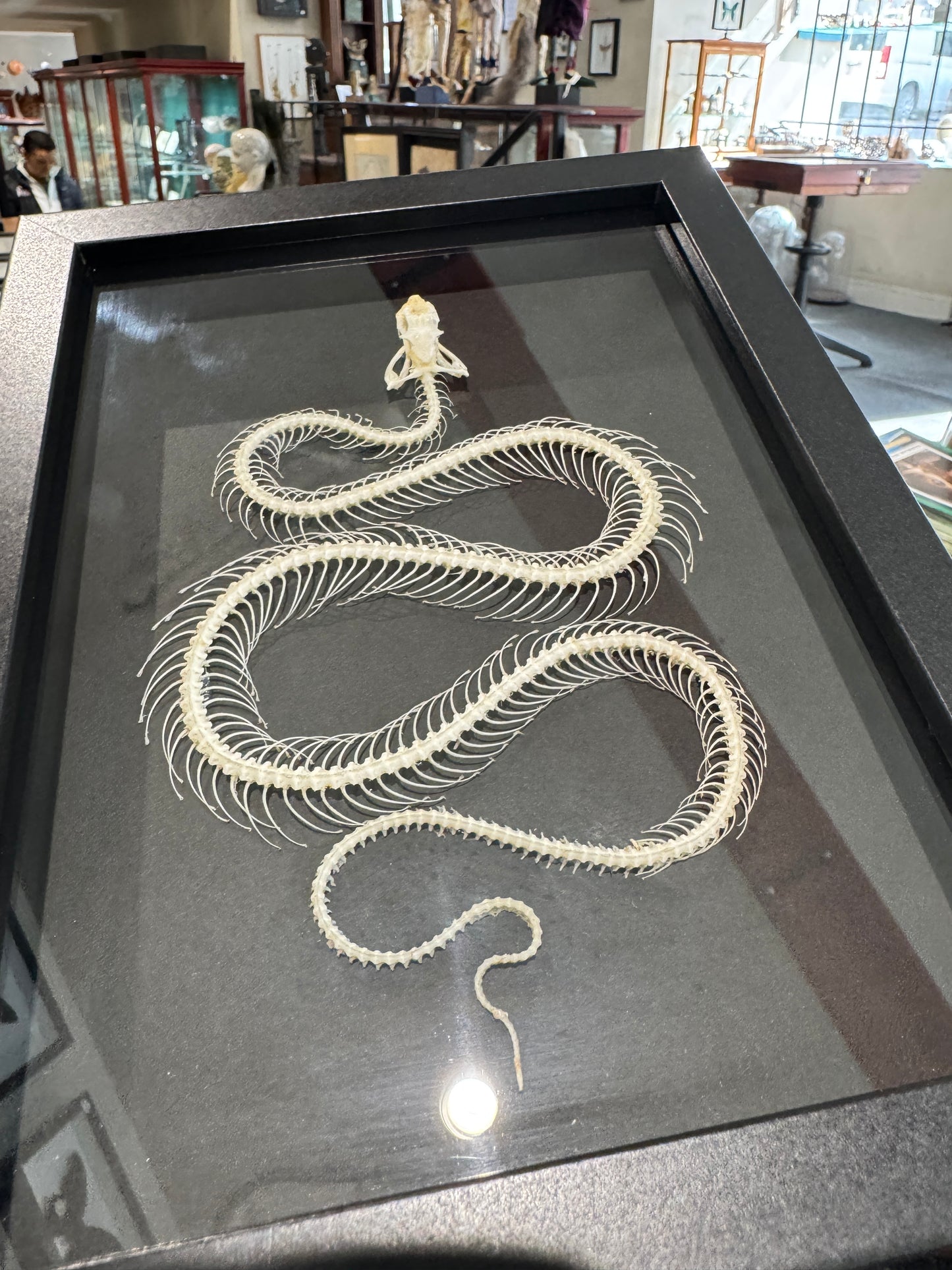 Snake skeleton