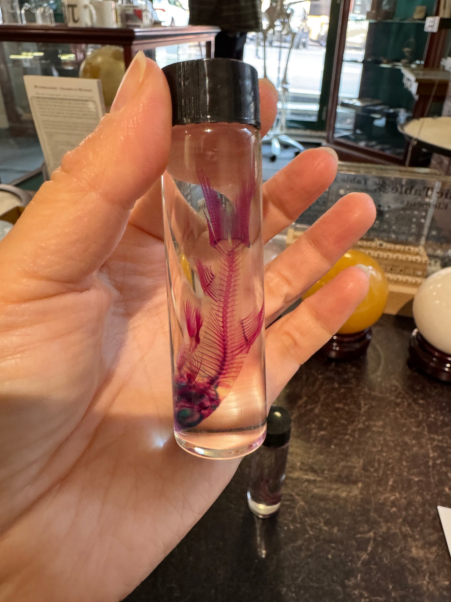 Diaphonised Rainbow Shark