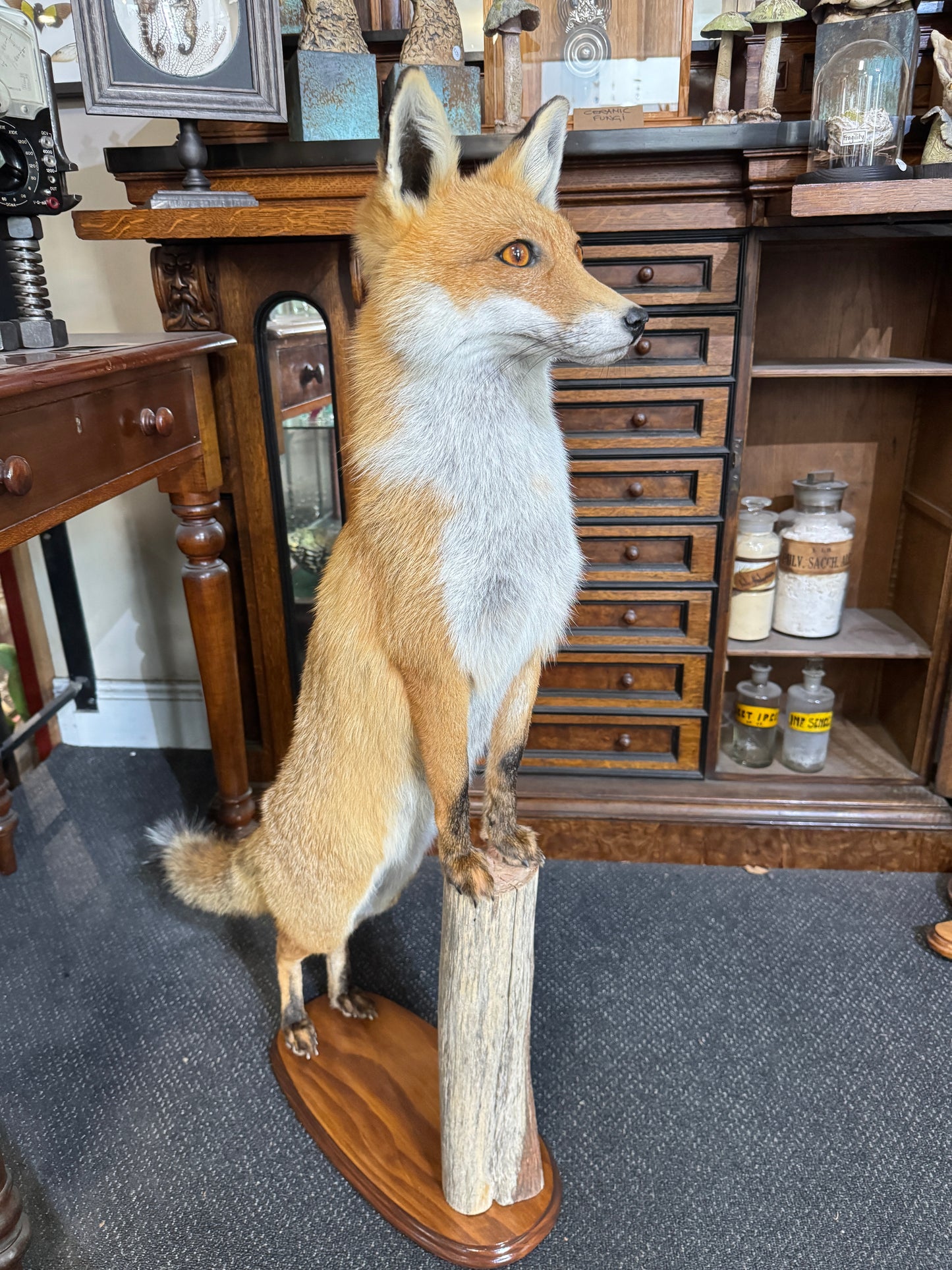 Taxidermy Foxes