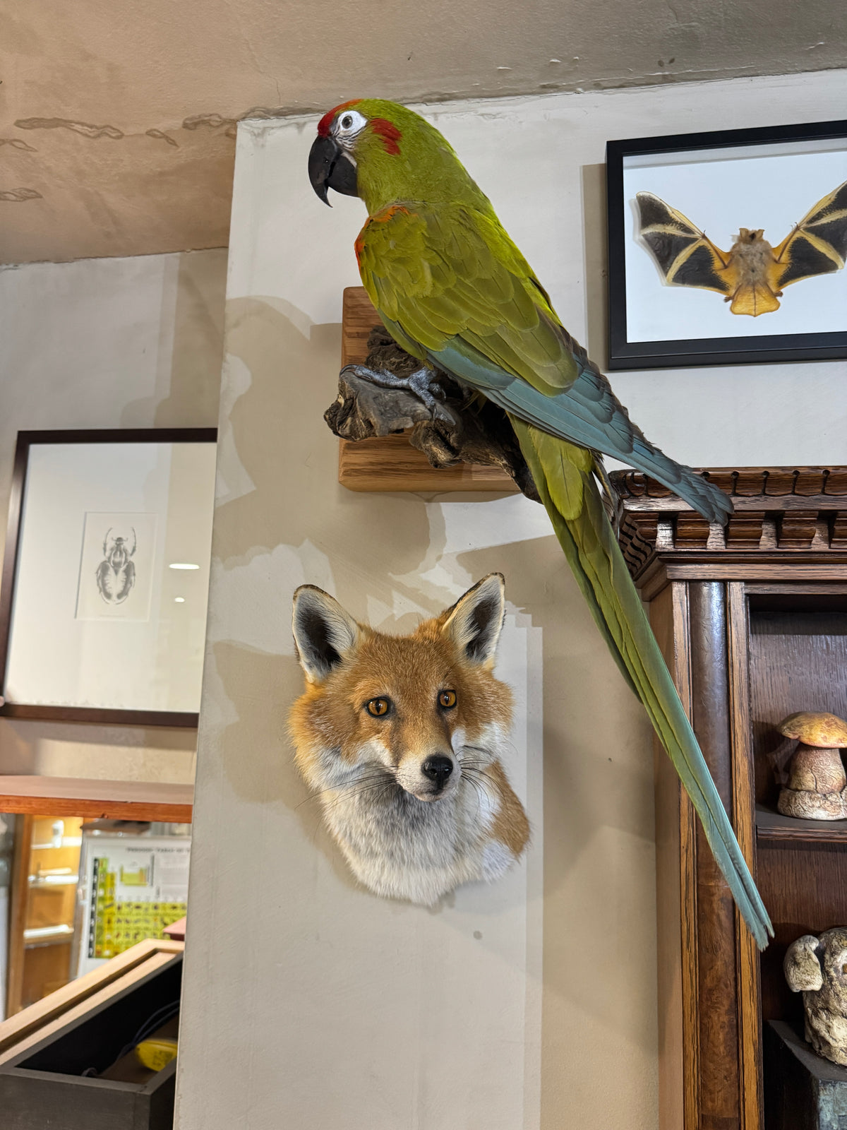 Taxidermy Fox Head Wall Mount
