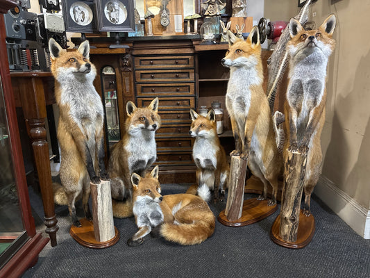 Taxidermy Foxes