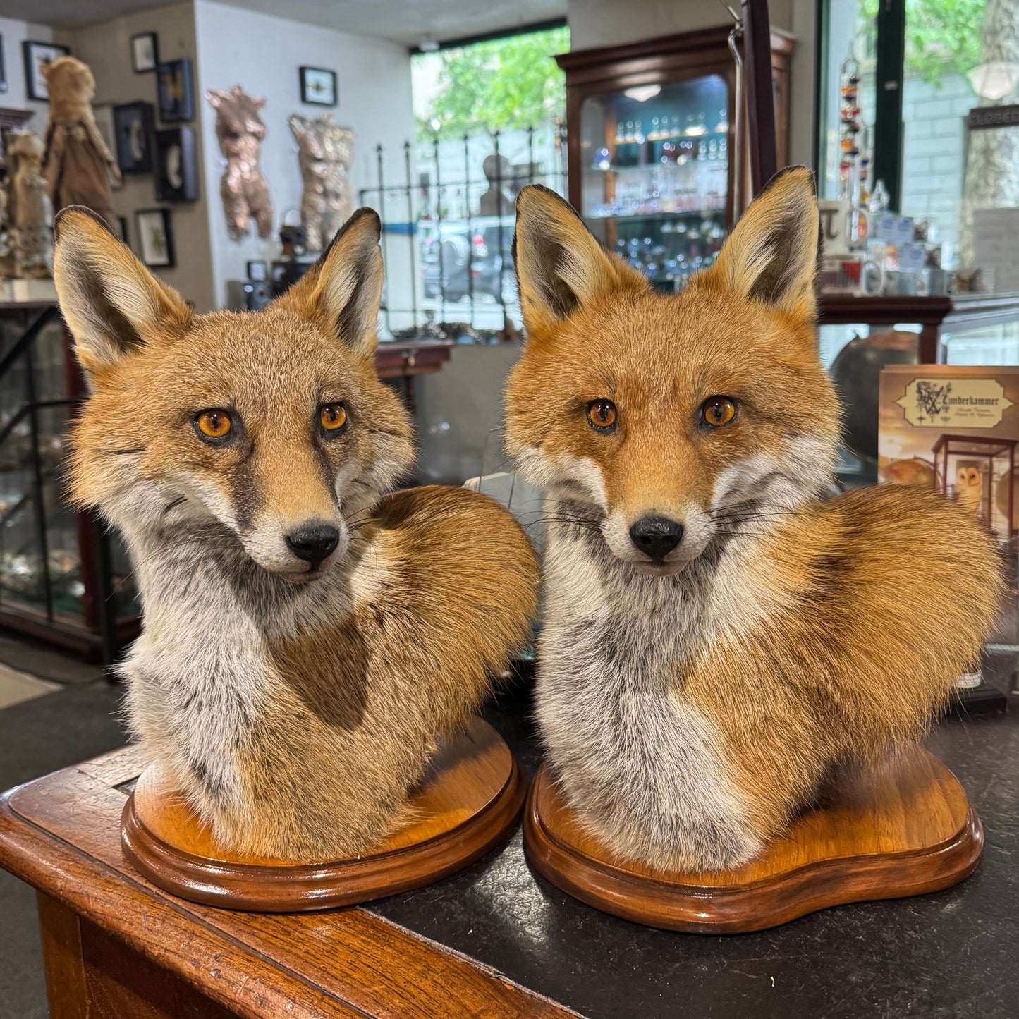 Taxidermy Fox Head