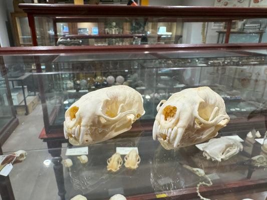 Mink skull