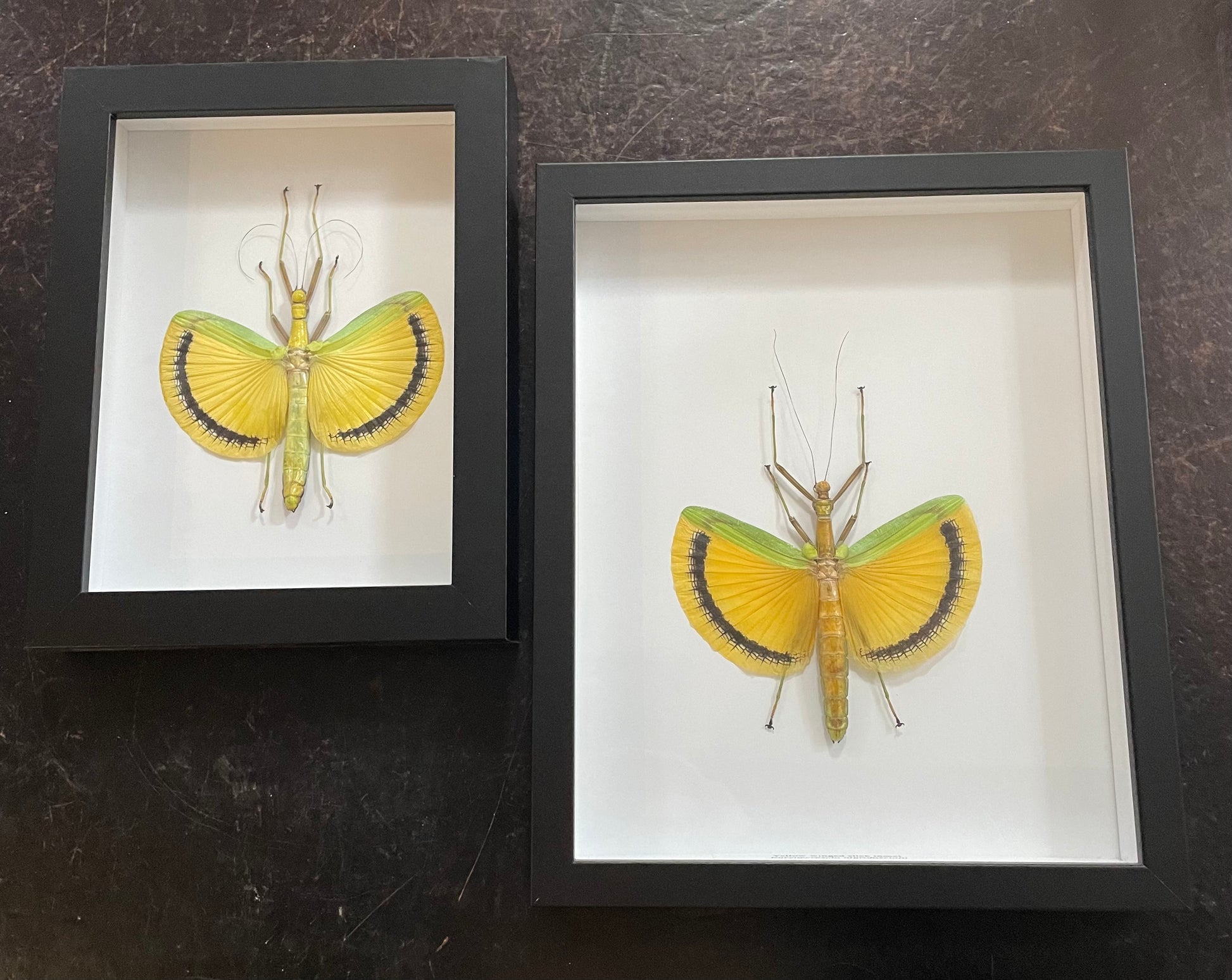 Yellow Winged Stick Insect – Wunderkammer