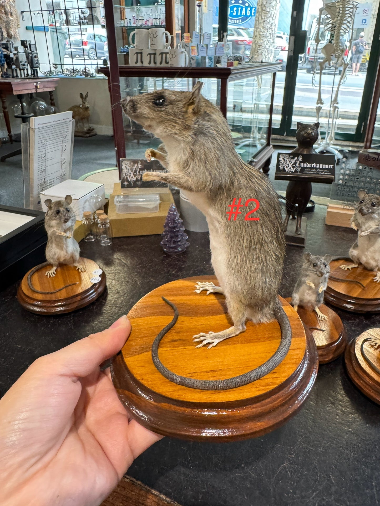 Taxidermy rats