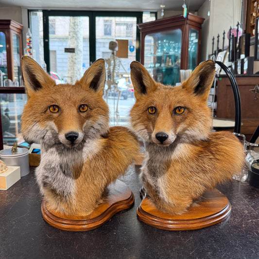 Taxidermy Fox Head