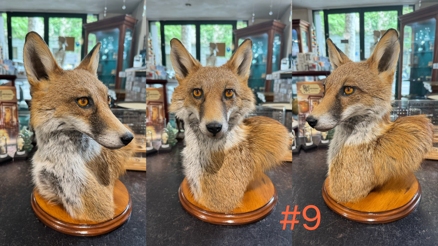 Taxidermy Fox Head