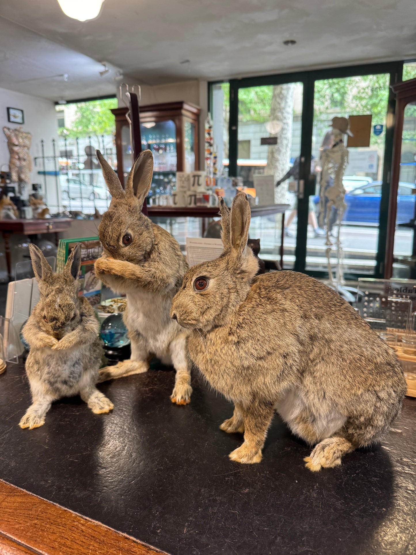 Taxidermy bunny rabbits