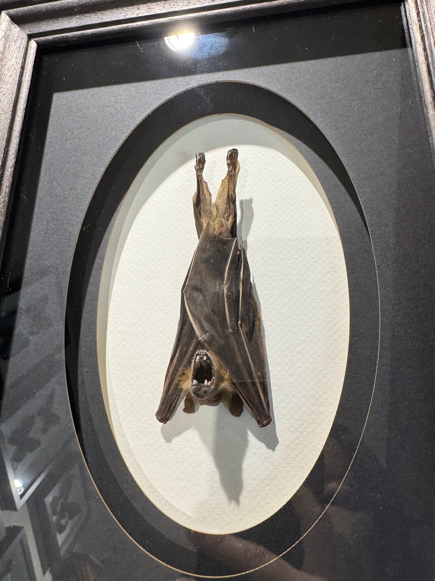 Hanging bat