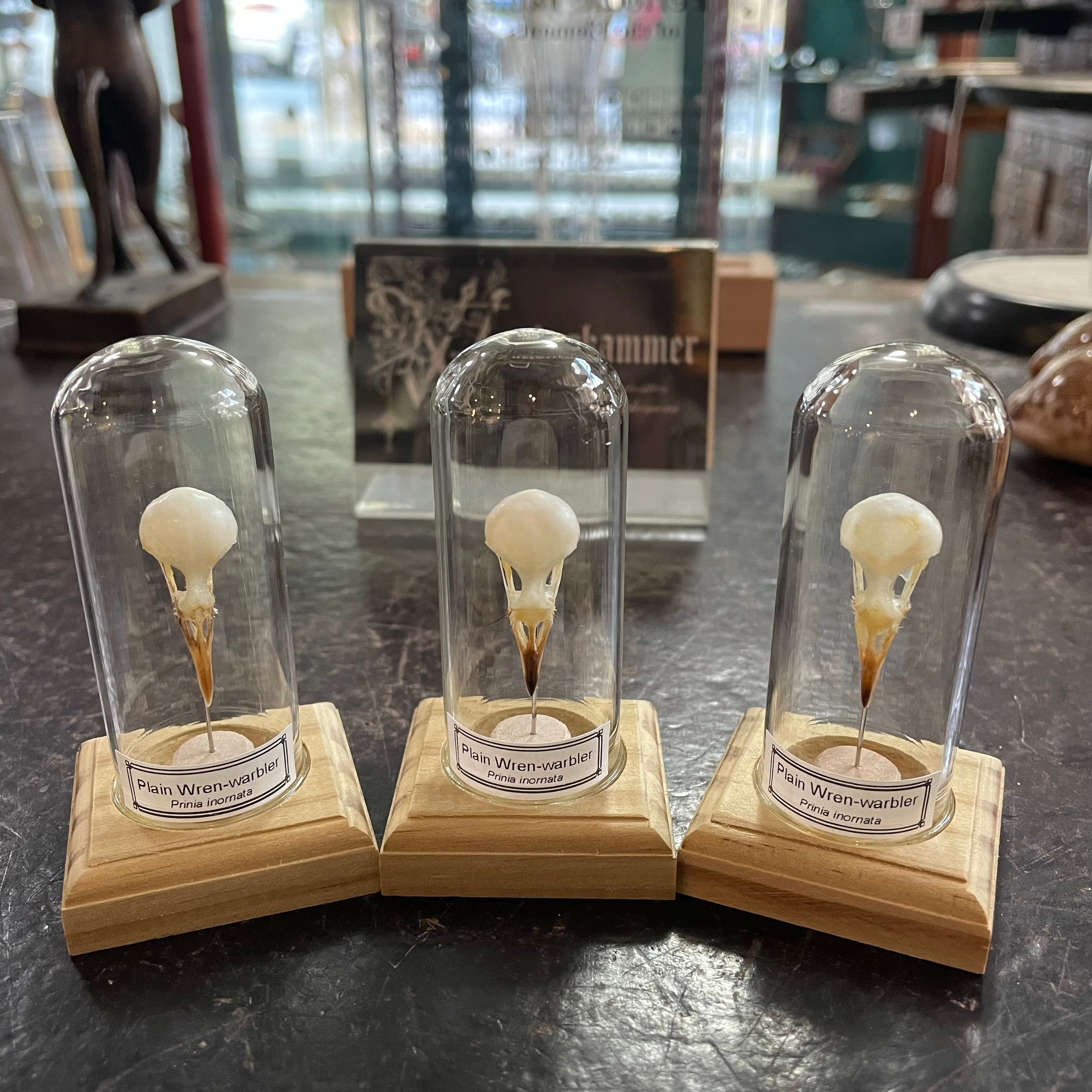 Skulls & Skeletons – Wunderkammer