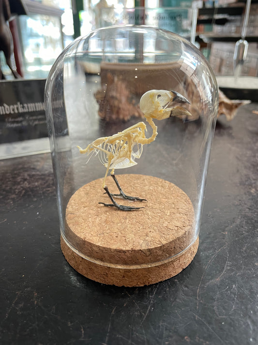 Scaly-breasted munia