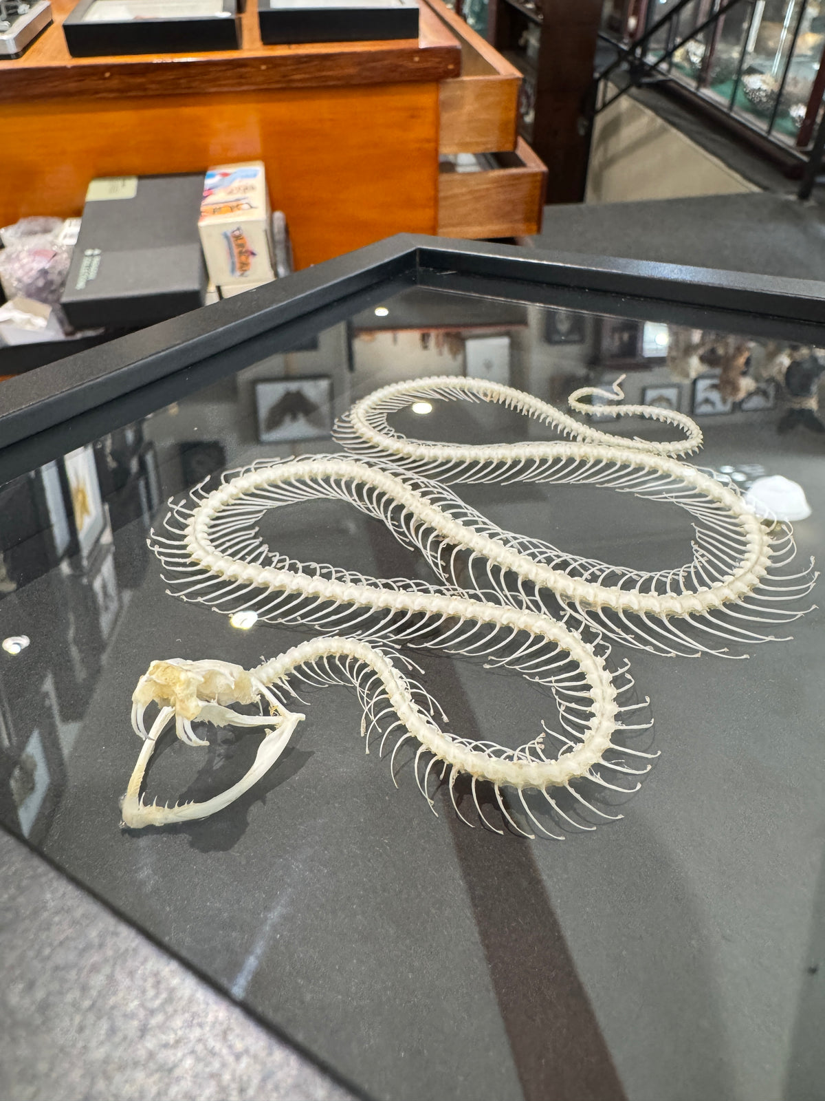 Snake skeleton