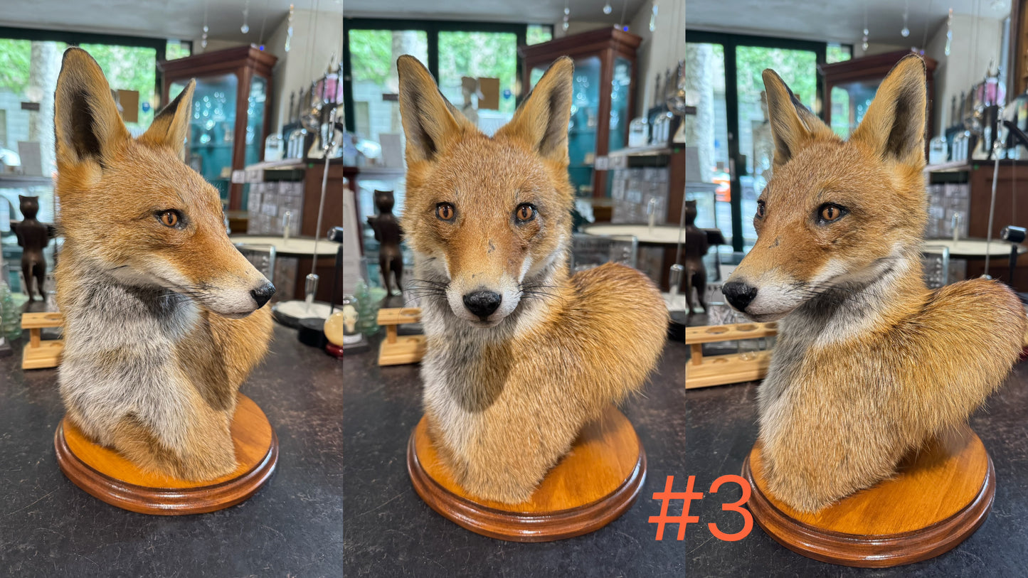 Taxidermy Fox Head