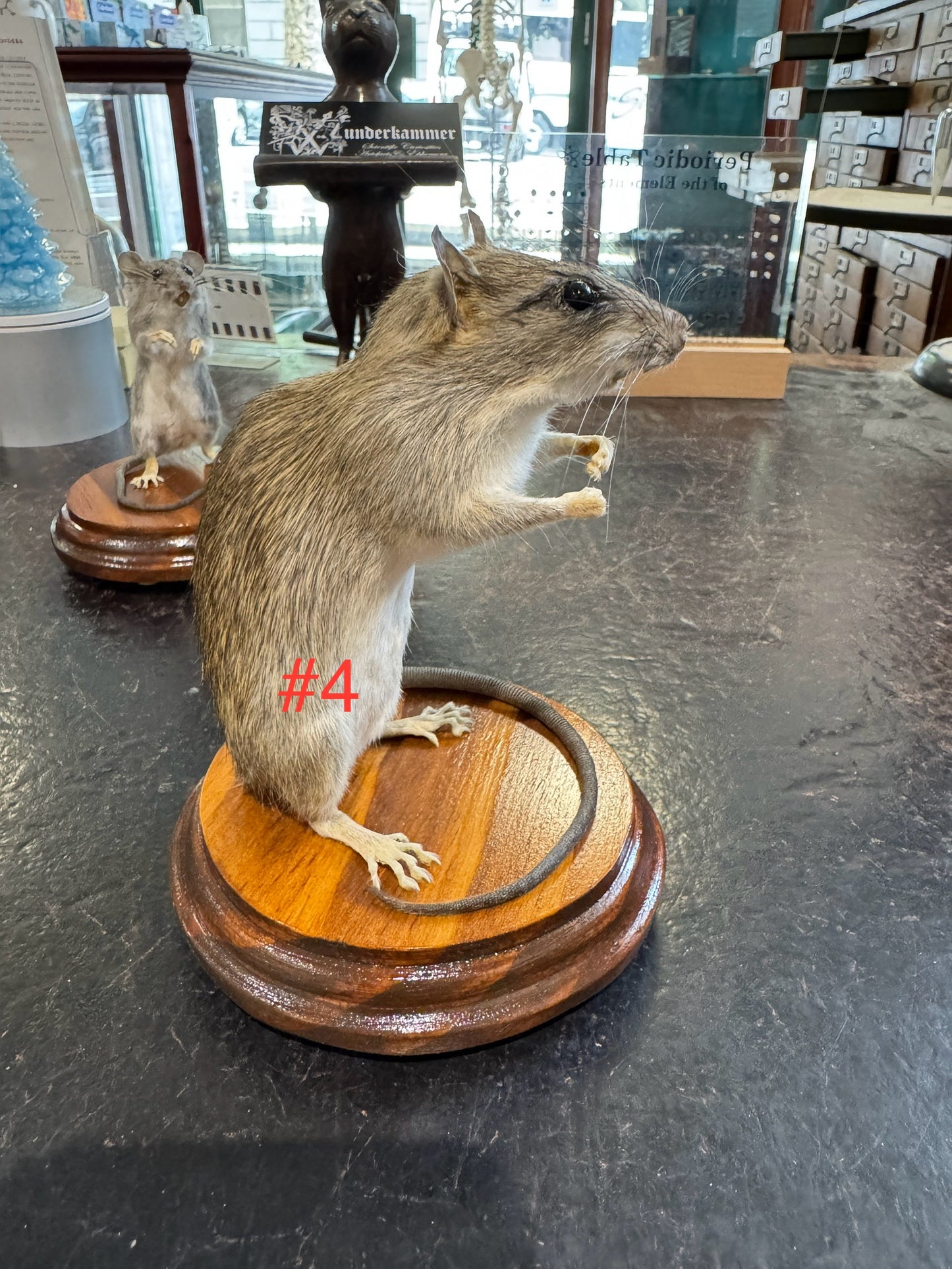 Taxidermy rats