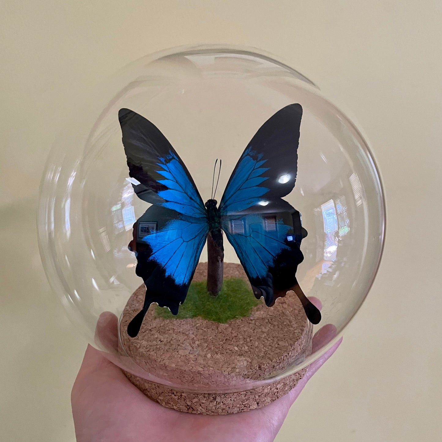 Ulysses butterfly in glass dome