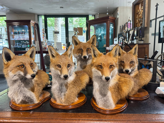 Taxidermy Fox Head
