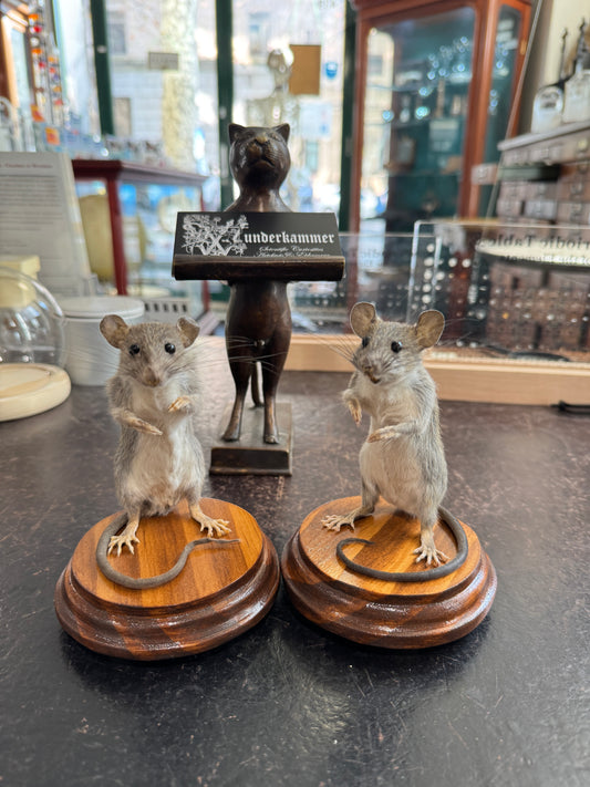 Taxidermy rats