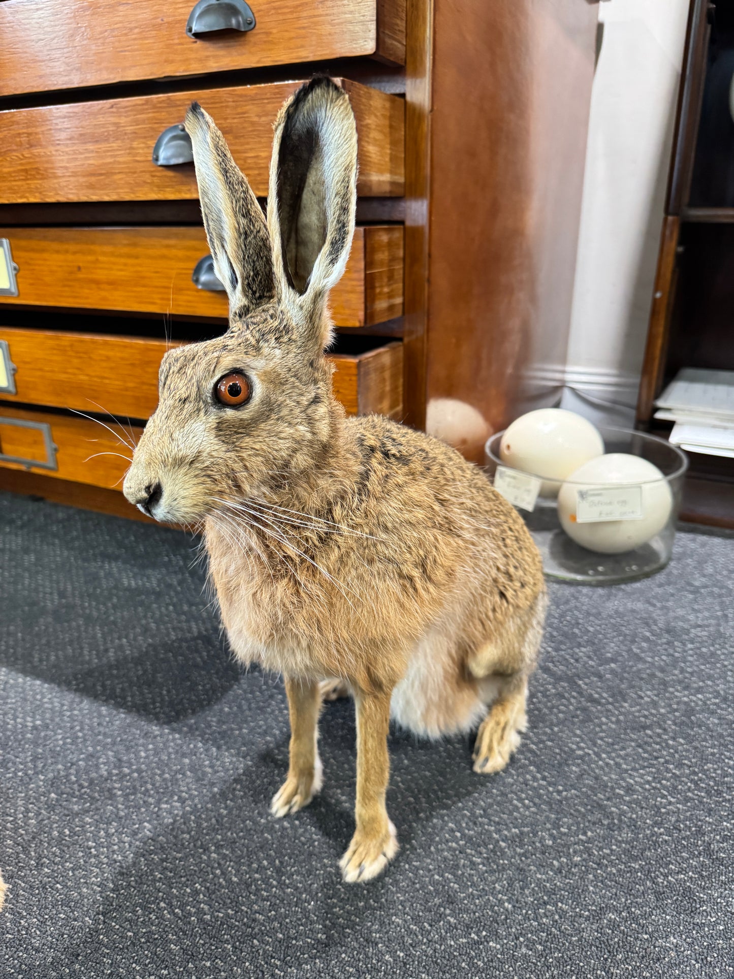 Taxidermy Hare