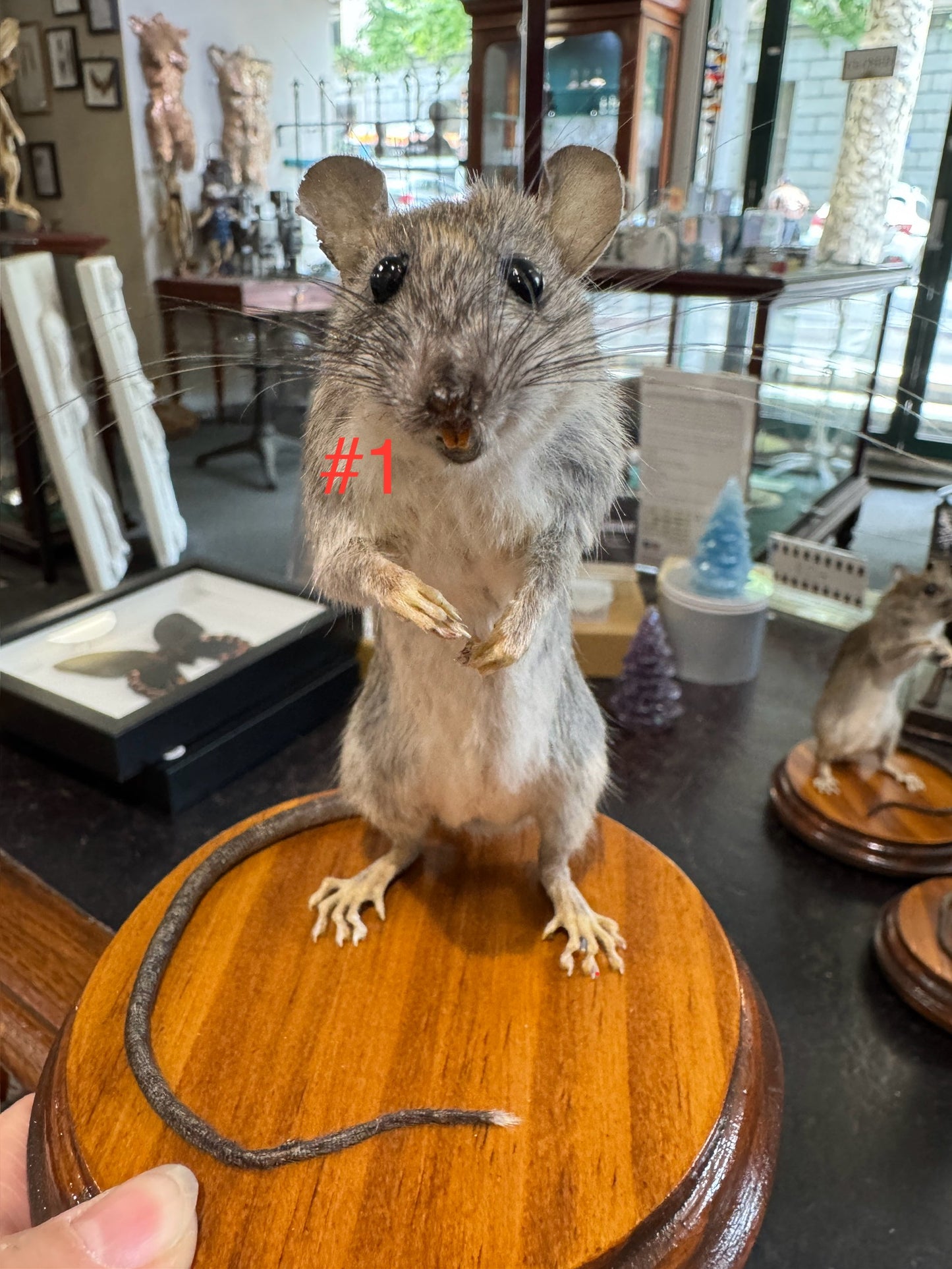 Taxidermy rats