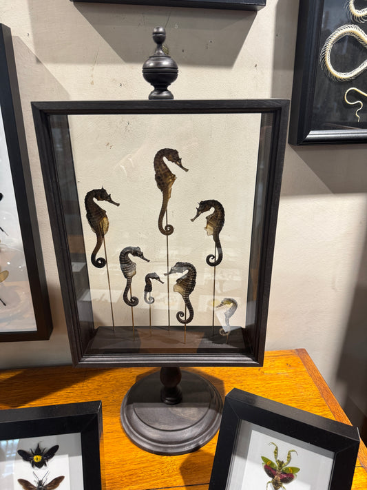 Seahorse Parisian Frame