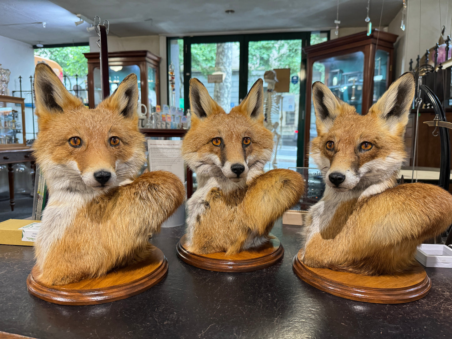 Taxidermy Fox Head