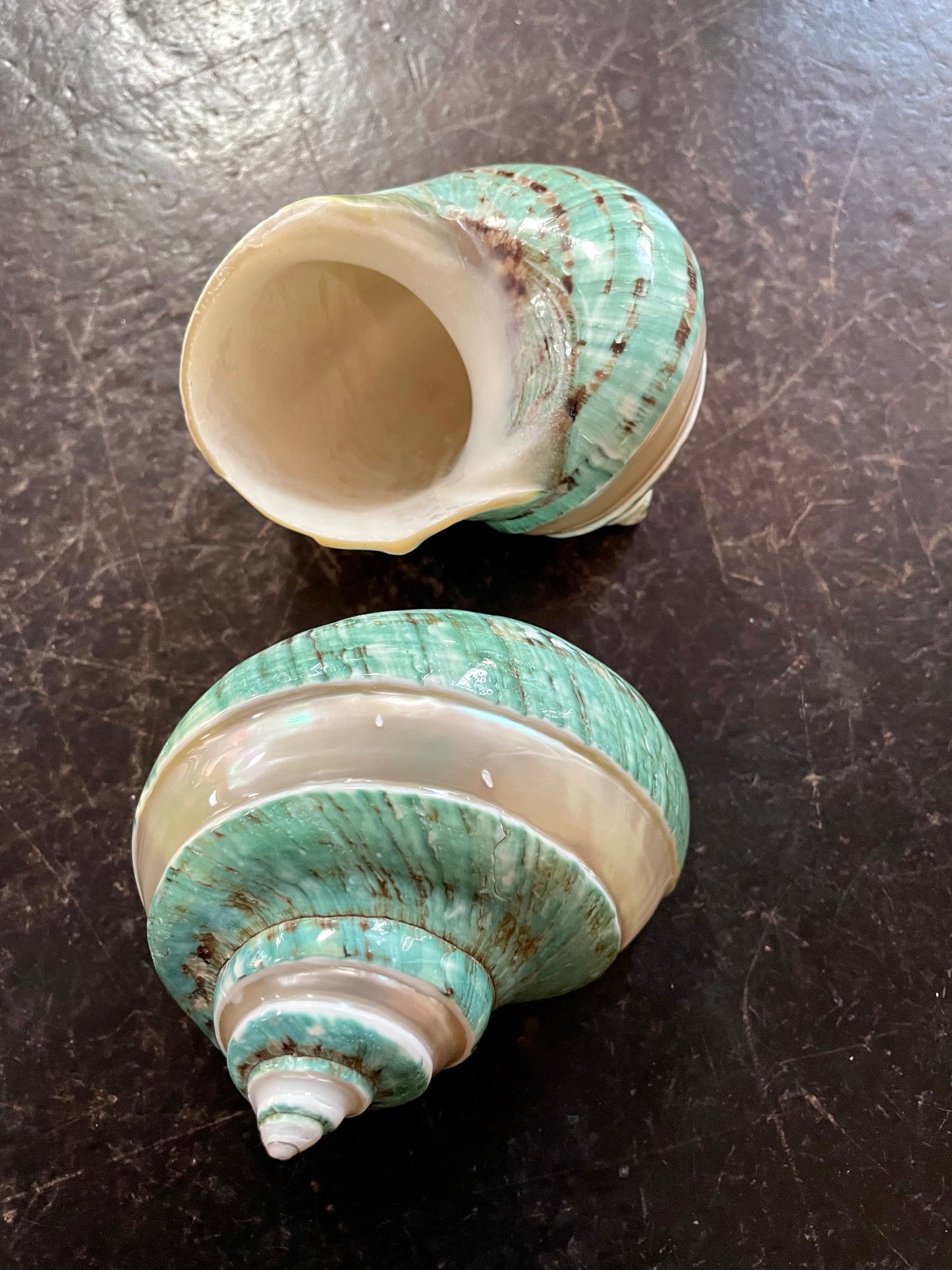 Polished Banded Green Jade Turbo Seashell